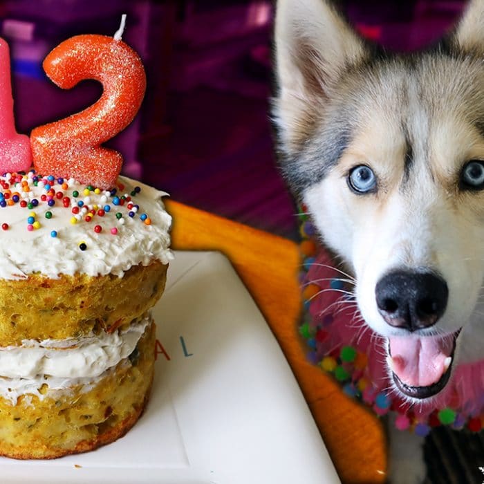 How to Make a Dog Birthday Cake
