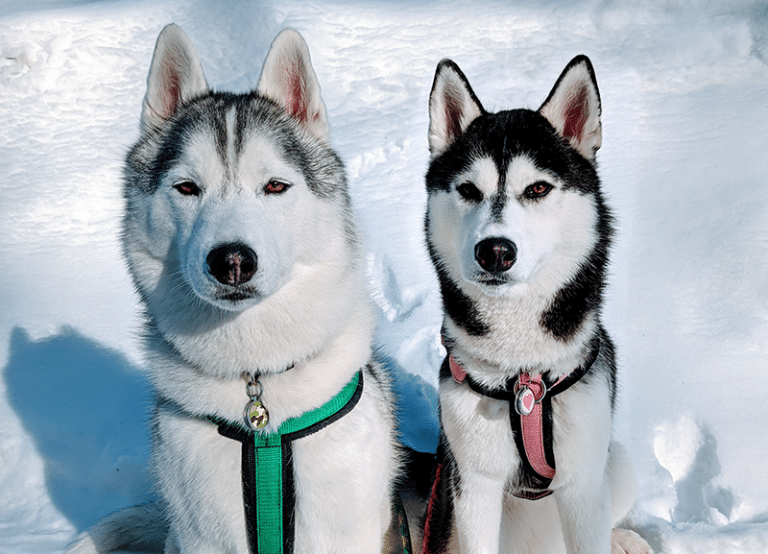 Gone to the Snow Dogs