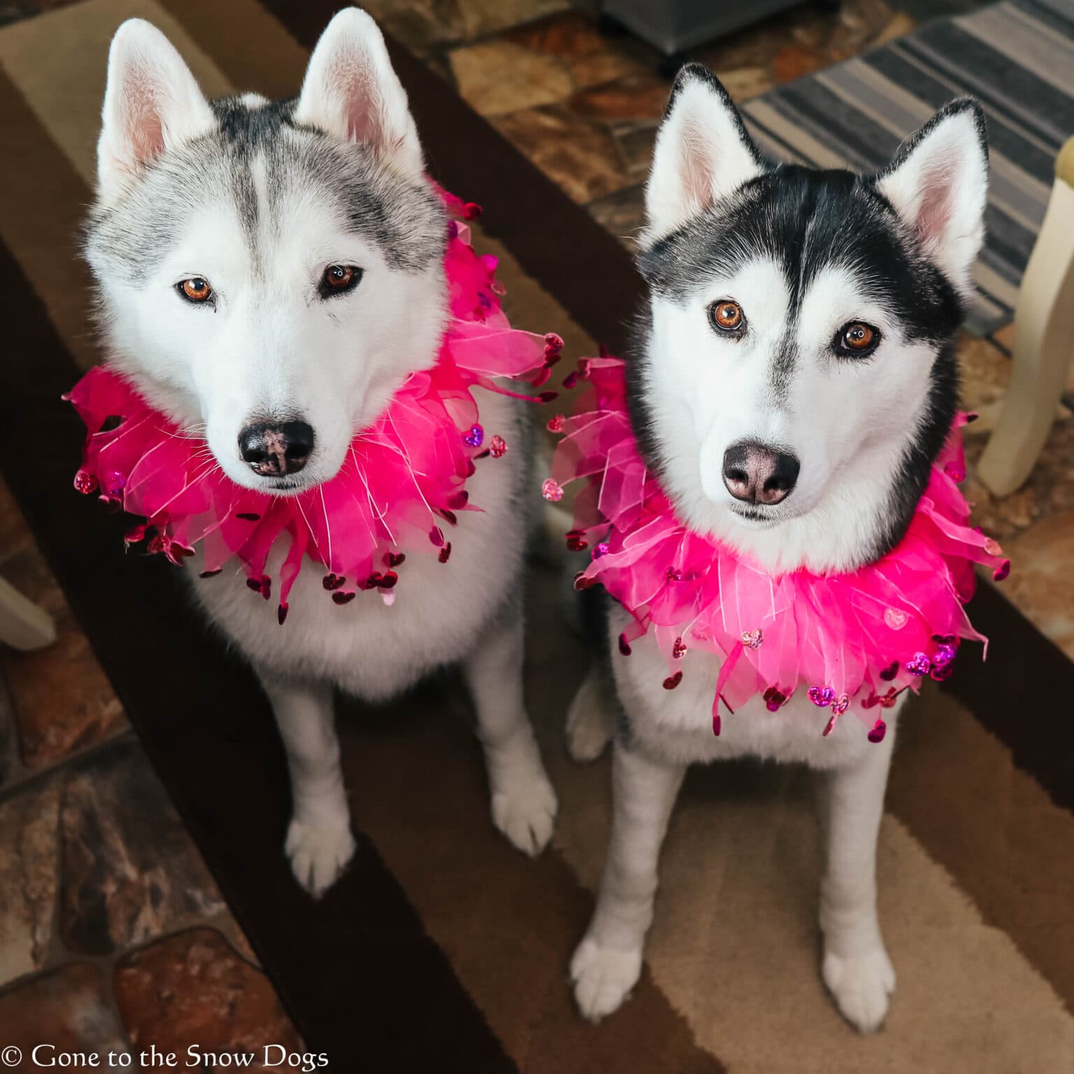 Chocolate Cookies For Dogs DIY Valentines Day Dog Treats Gone to the