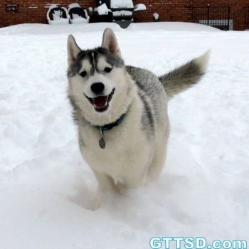 ! Happy middle of the week! Memphis is jumping for joy! Www.YouTube.com/GonetotheSnowDogs Check out our Channel
