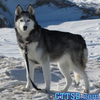 Today would have been Shiloh's 12th birthday. For those of you that don't know, Shiloh was our first Husky and she passed away on Jan 17, 2013. She was the dog that started it all. When people ask why huskies... Shiloh is why. Miss you girl!